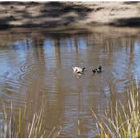 فندق جومليفس بوش هوليدايز Little Swanport المظهر الخارجي الصورة